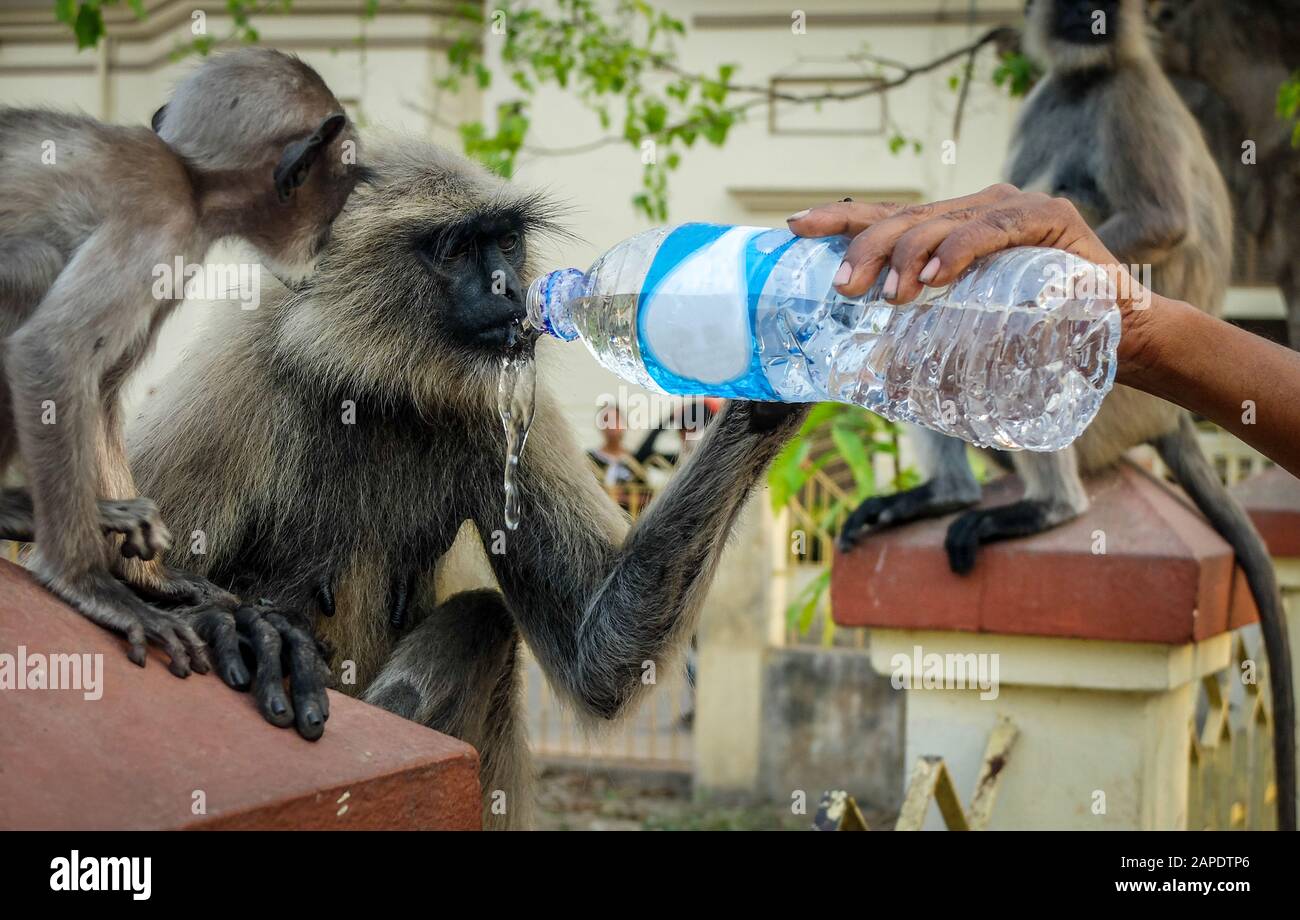 Pig tailed macaque monkeys being given water by visitors near Dakshineswar Kali Temple next to Hooghly river. Stock Photo