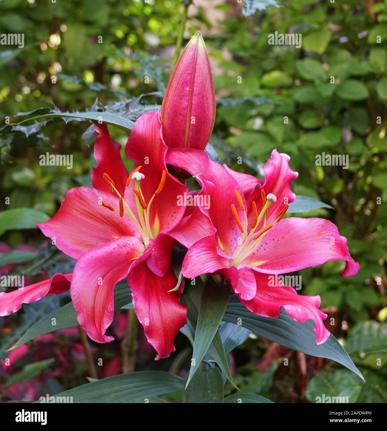 Beautiful red flower of Oriental Hybrid Lily 'Petrolia' Stock Photo