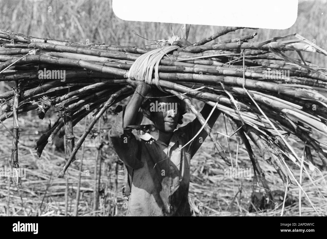 Cane sugar plantation Mariënburg Description Workers wearing forest