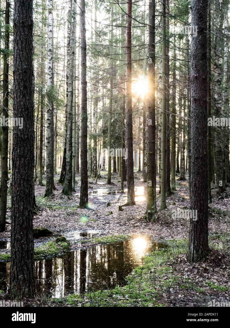 Beautiful green leafy and coniferous forest Stock Photo - Alamy
