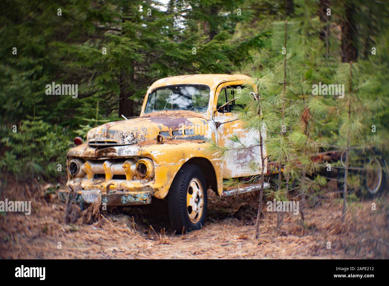 An old, yellow 1951 Ford F5 logging truck, in a wooded area, in Noxon, Montana. Stock Photo