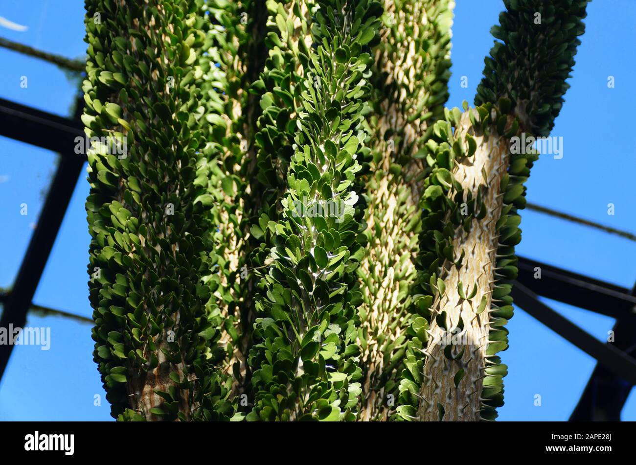 Alluaudia procera cactus, a deciduous succulent plant species from  Madagascar Stock Photo - Alamy