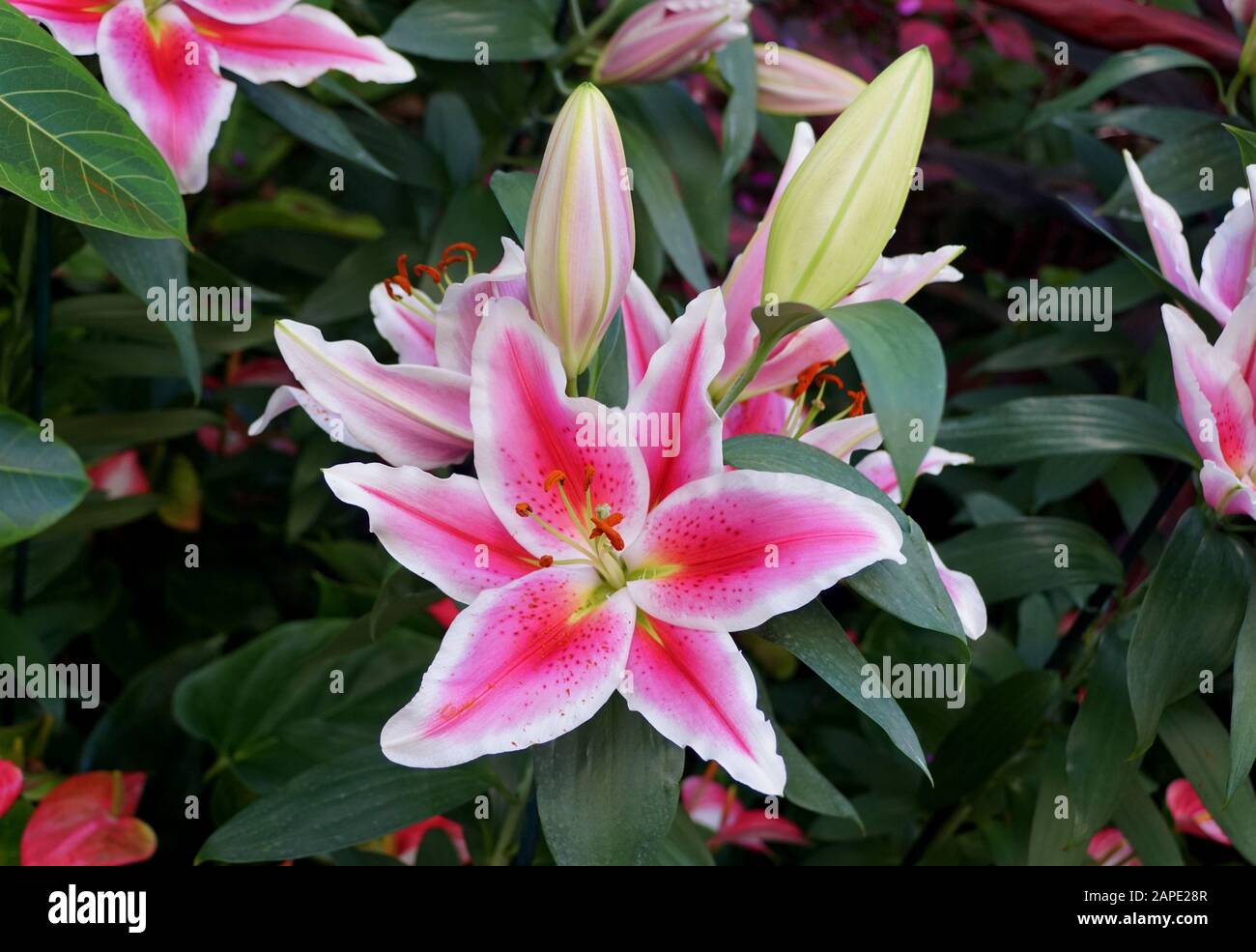 Beautiful pink and white flower of Oriental Hybrid Lily 'Siponto' Stock Photo