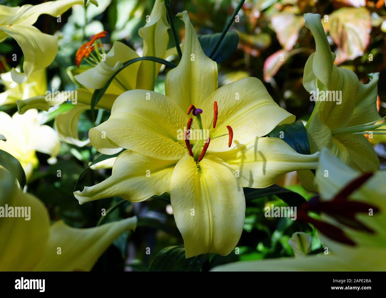 Beautiful yellow flower of Oriental Trumpet Lily 'Zelmira' Stock Photo Alamy