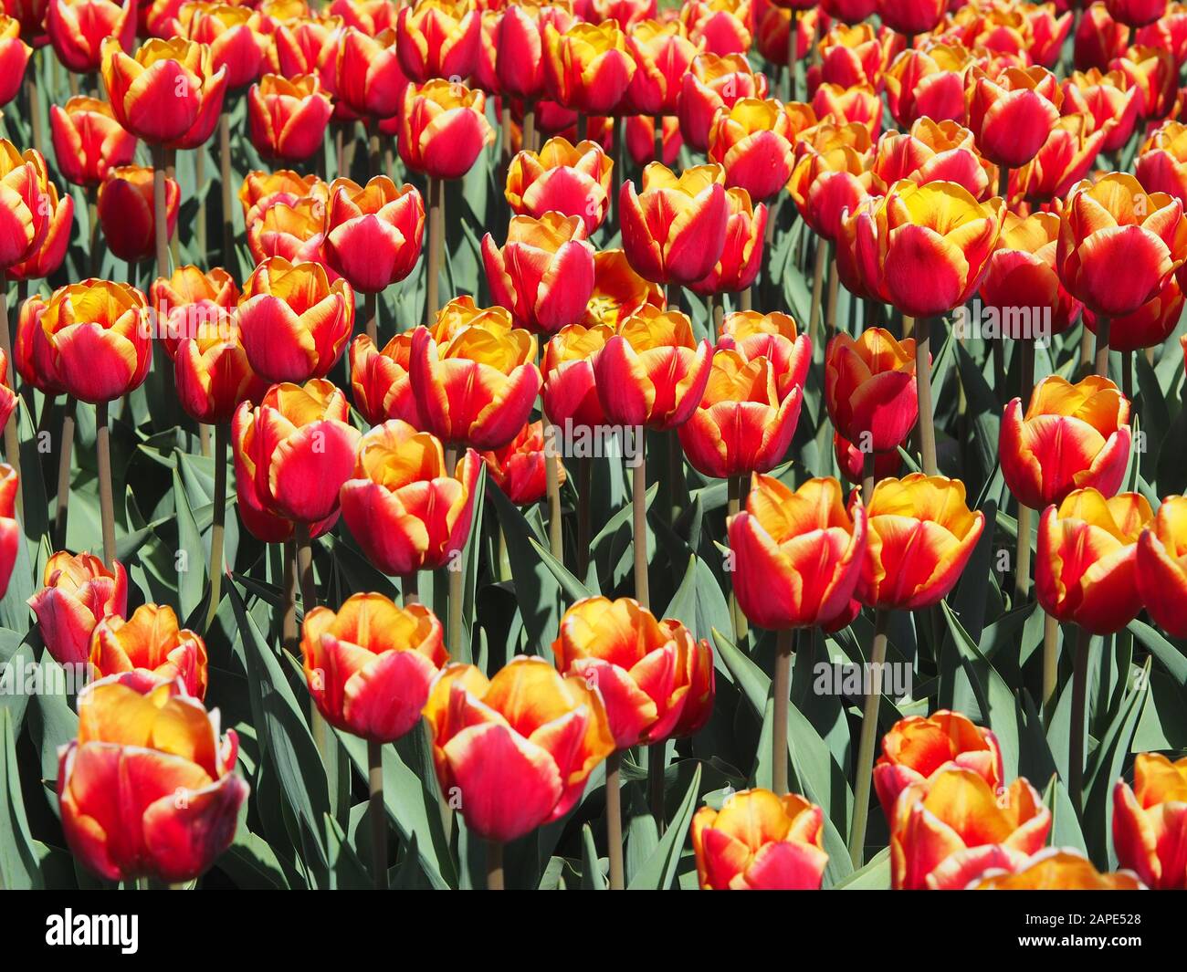 Beautiful shot of mesmerizing Tulipa Sprengeri flowering plants in the middle of the field Stock Photo