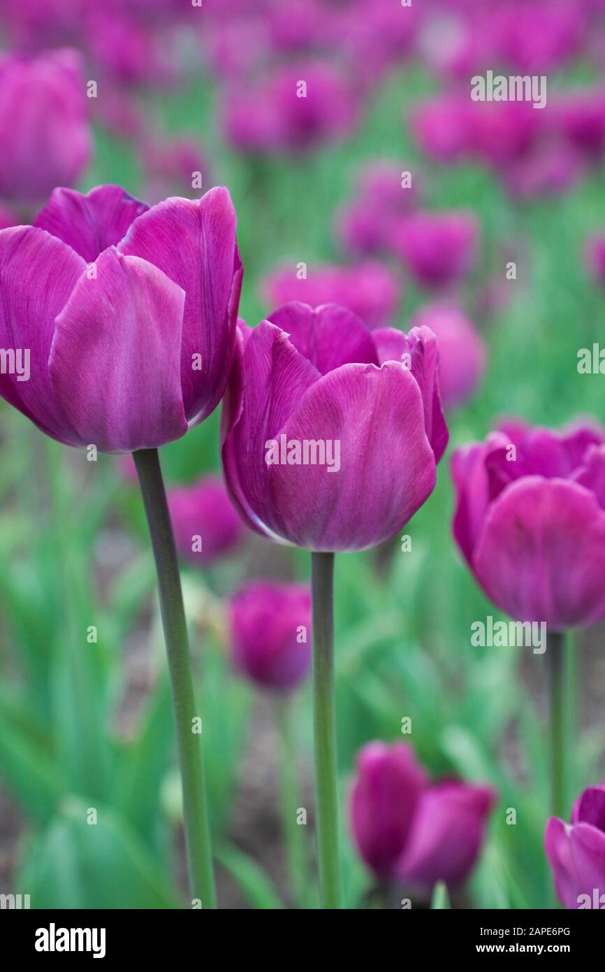 Ottawa tulip festival hires stock photography and images Alamy