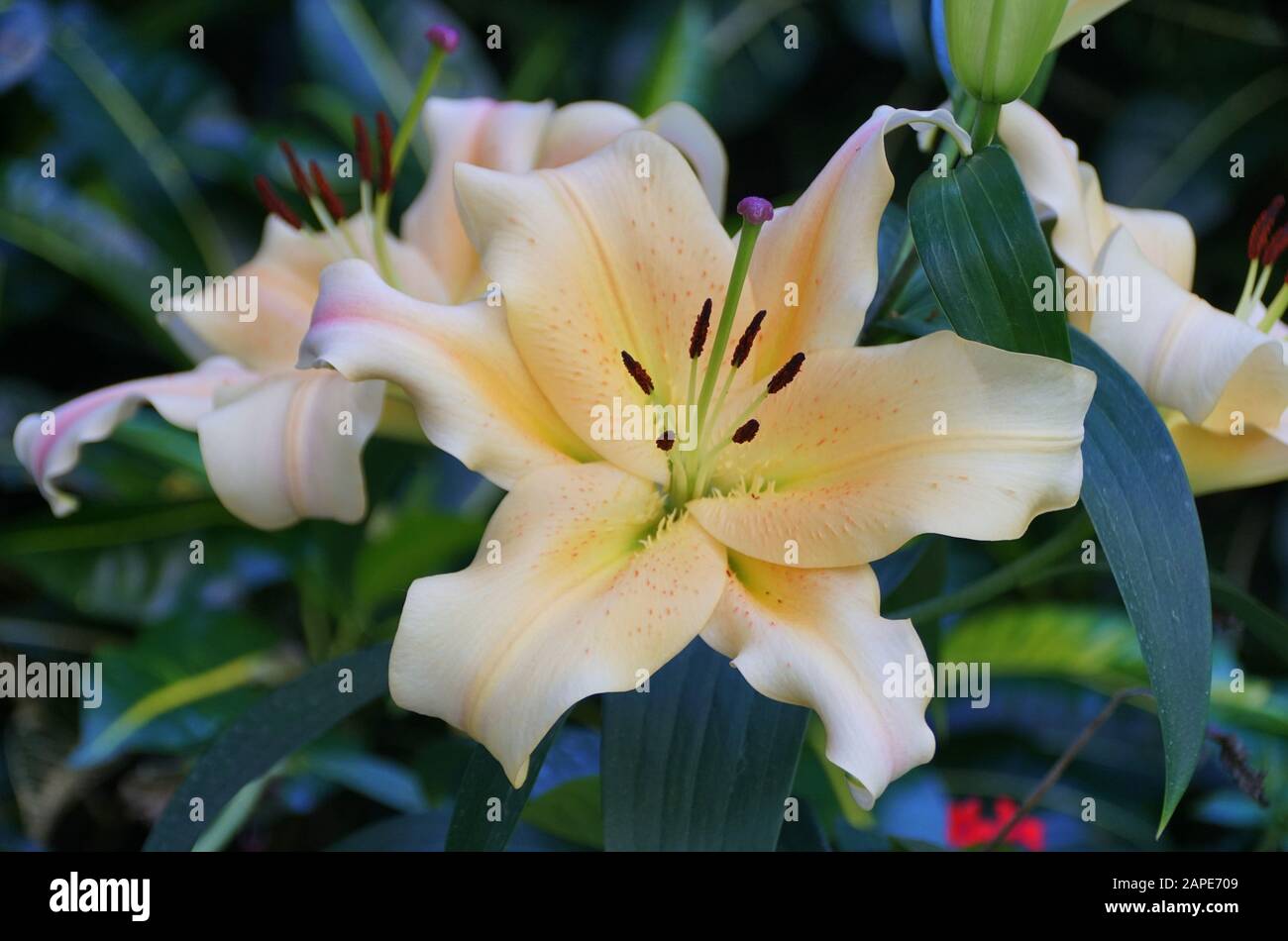Beautiful yellow flower of Oriental Trumpet Lily Zelmira Stock Photo Alamy