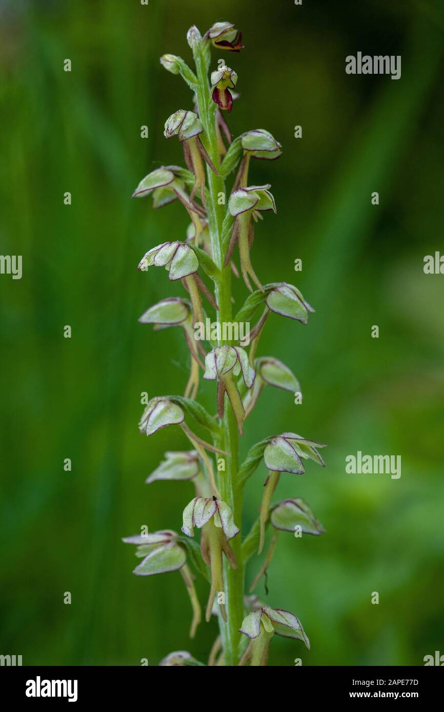 Vertical selective focus shot of an Orchis Anthropophora flowering plant Stock Photo