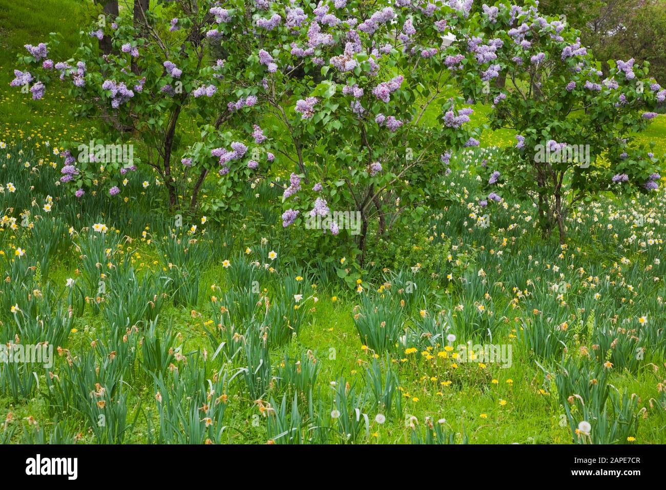 The Greenhouse In Tyra S Garden Syringa Vulgaris Lilacs