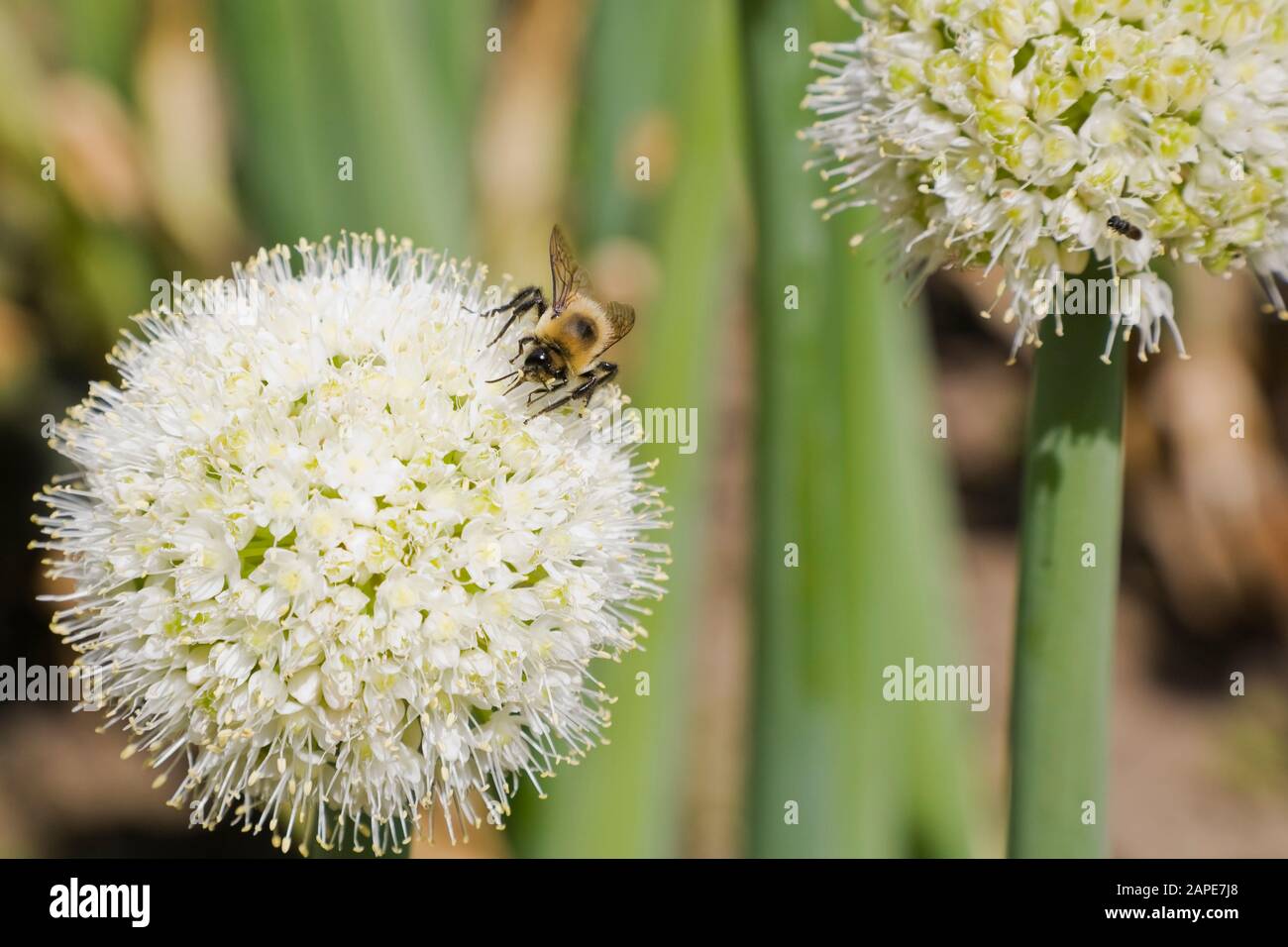 Close-up of Bumbus - Bumblebee foraging for nectar on a white Allium 'Grande'  - Ornamental Garlic flower in summer Stock Photo