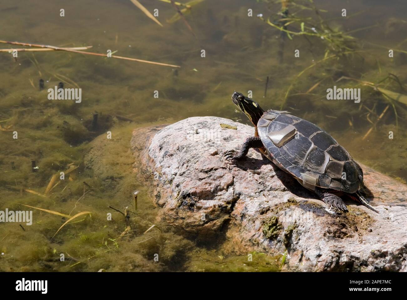 Chrysemys picta - Painted turtle with molting shell basking in the sun on a exposed rock in pond overgrown with green Chlorophyta - Algae in summer. Stock Photo