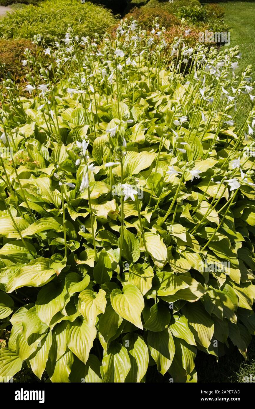 Border with flowering Hosta 'Fragrant' plants in full sun in summer Stock Photo