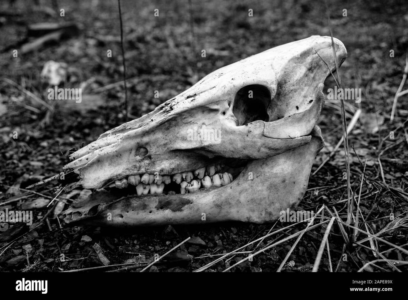 Black and white shot of an animal skull on the ground Stock Photo