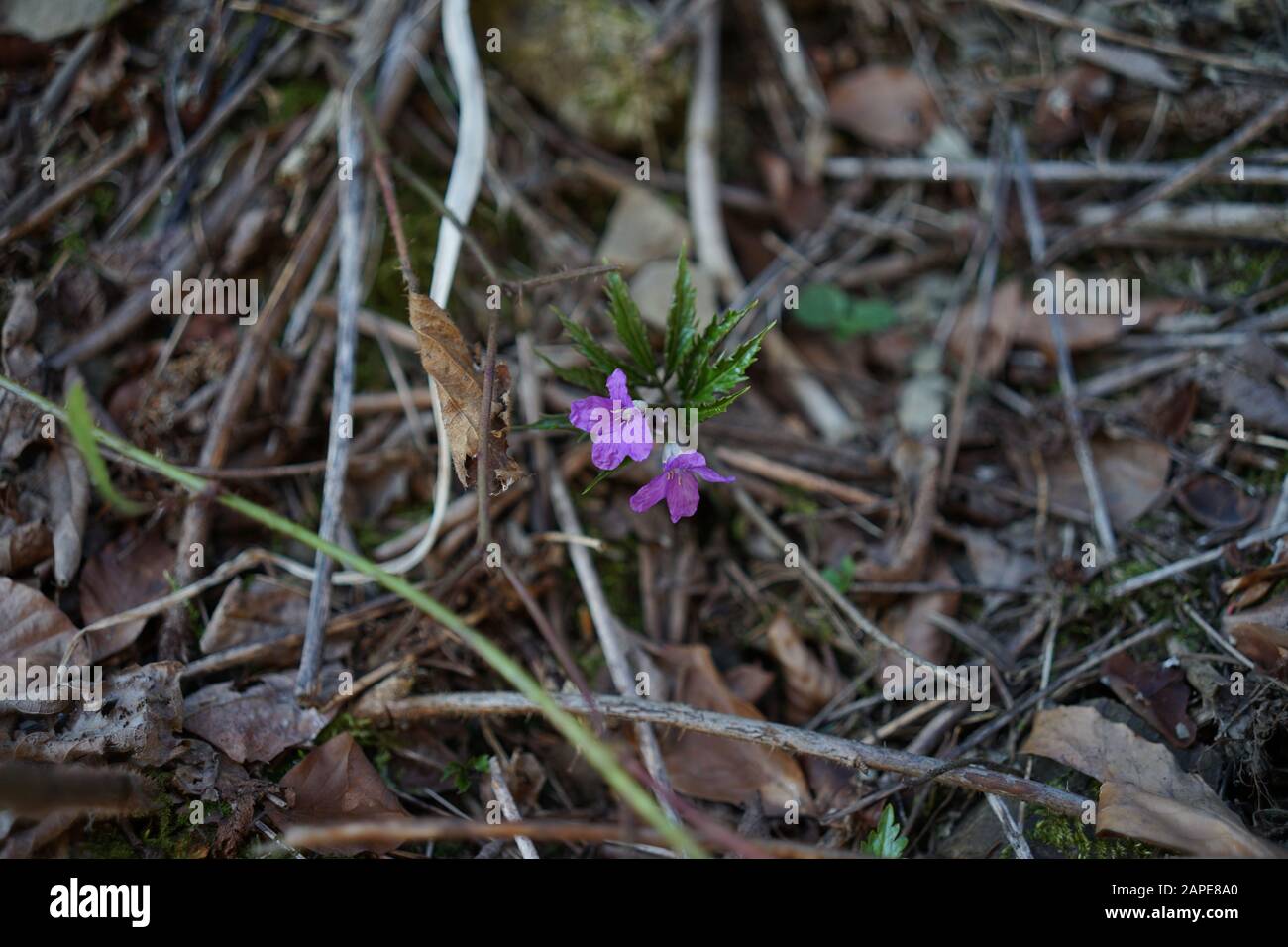 Weed with blue flowers hi-res stock photography and images - Alamy