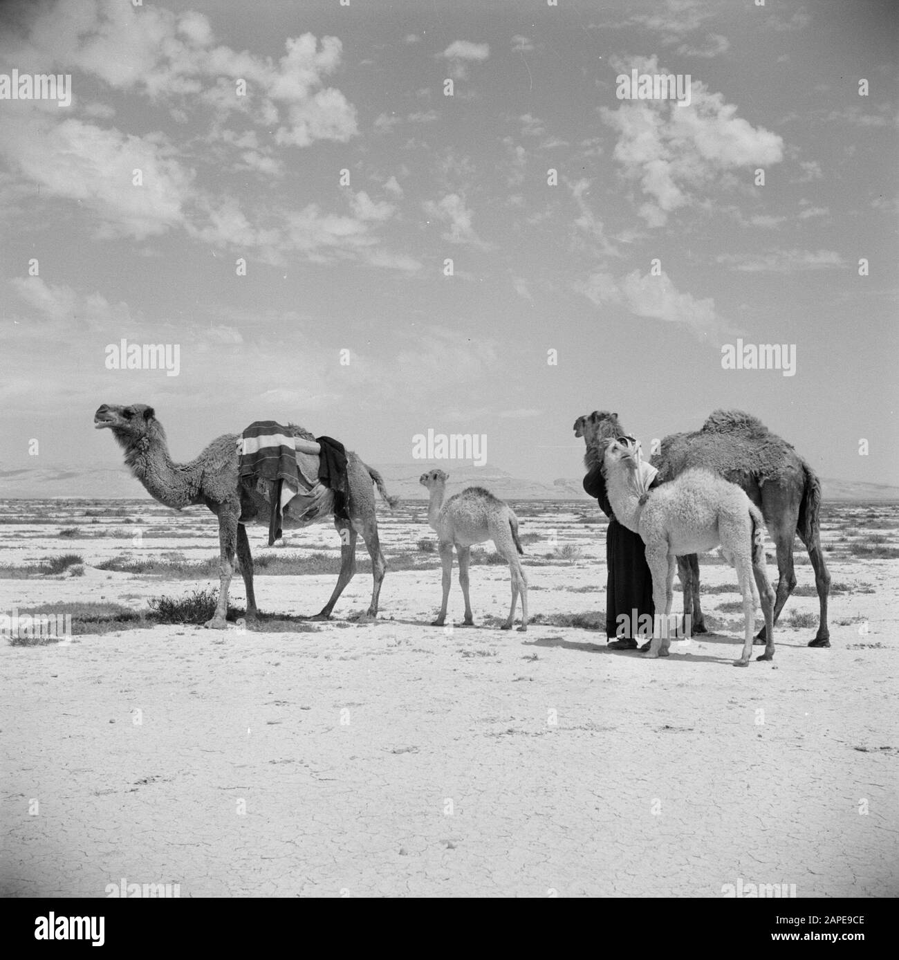 Arab tribes in syria Black and White Stock Photos & Images - Alamy