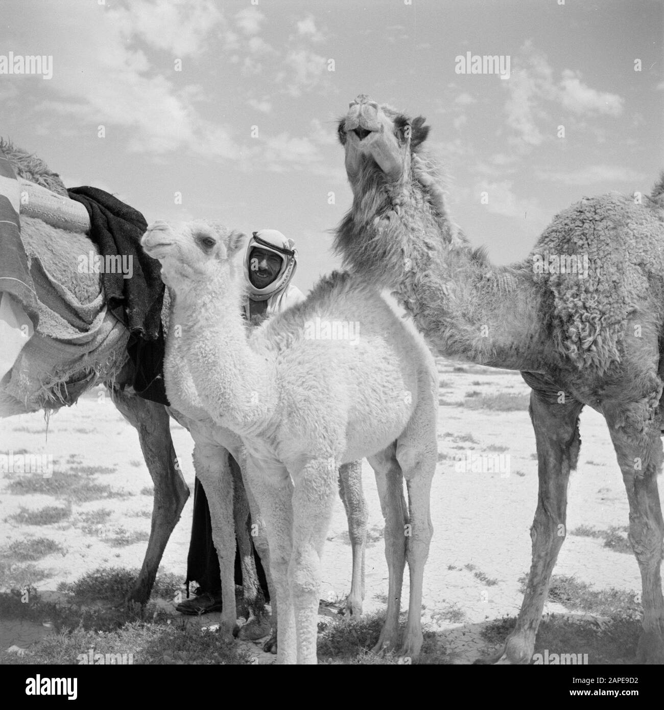 Dromedaries Black and White Stock Photos & Images - Alamy
