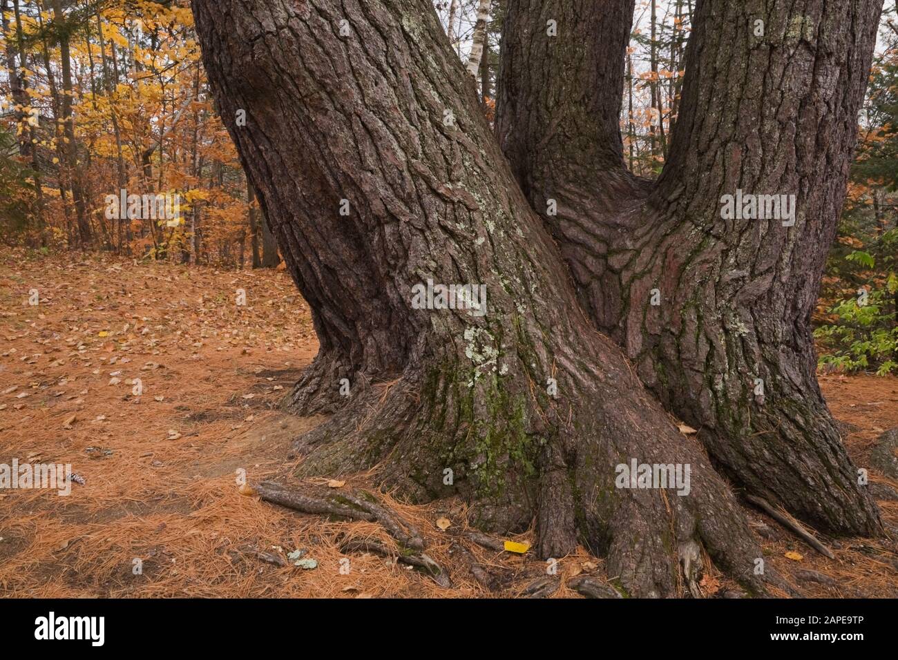 Close-up of large Pinus resinosa - Pine tree trunks spotted with green Bryophyta - Moss and lichen growth in autumn Stock Photo