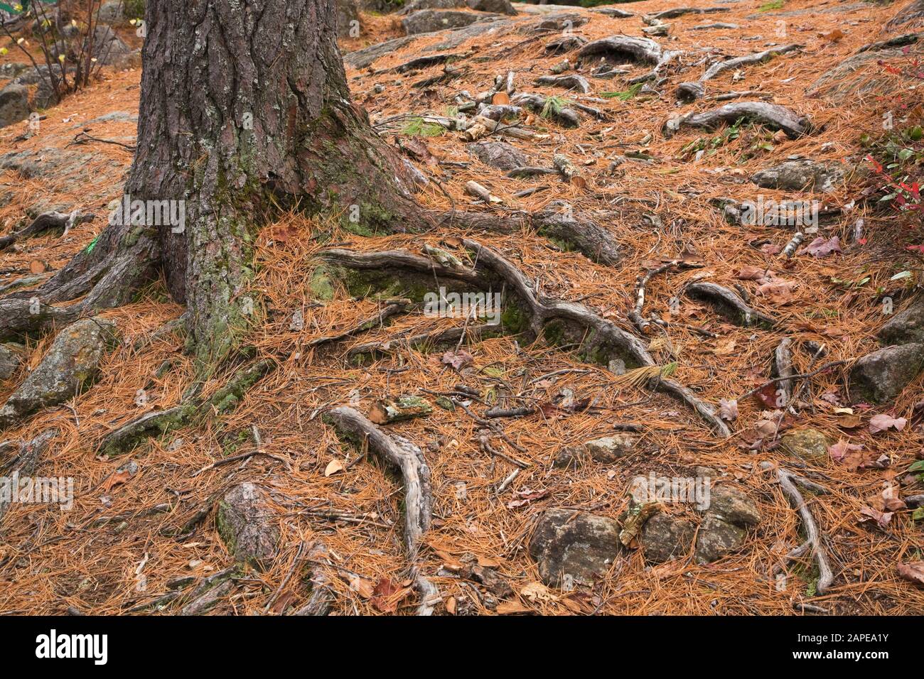 Pinus resinosa - Pine tree trunk covered with green Bryophyta - Moss, fallen pine needles with exposed roots caused by soil erosion in autumn Stock Photo