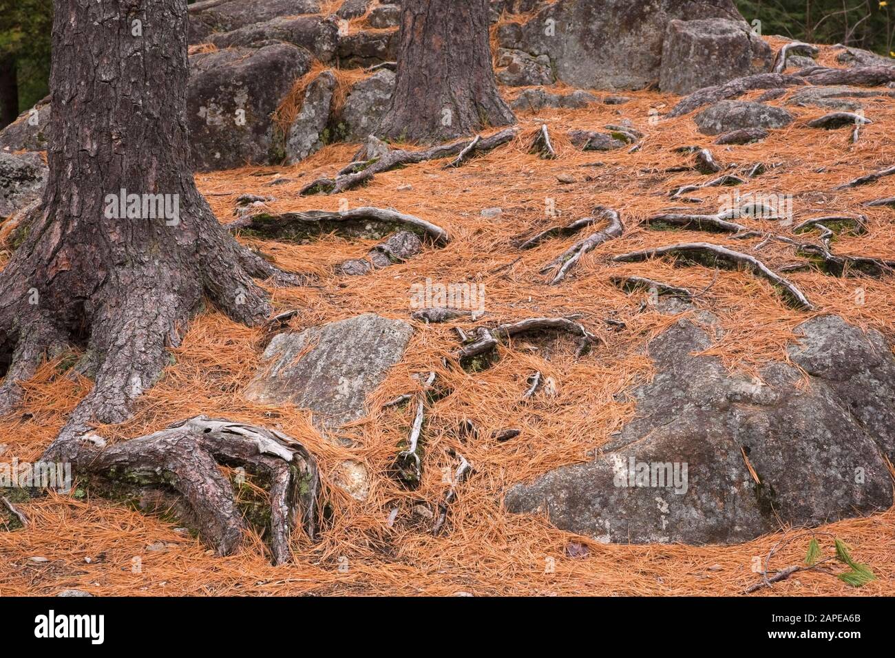 Fallen Pinus resinosa - Pine tree needles and exposed roots and outcrops caused by soil erosion in forest in autumn Stock Photo