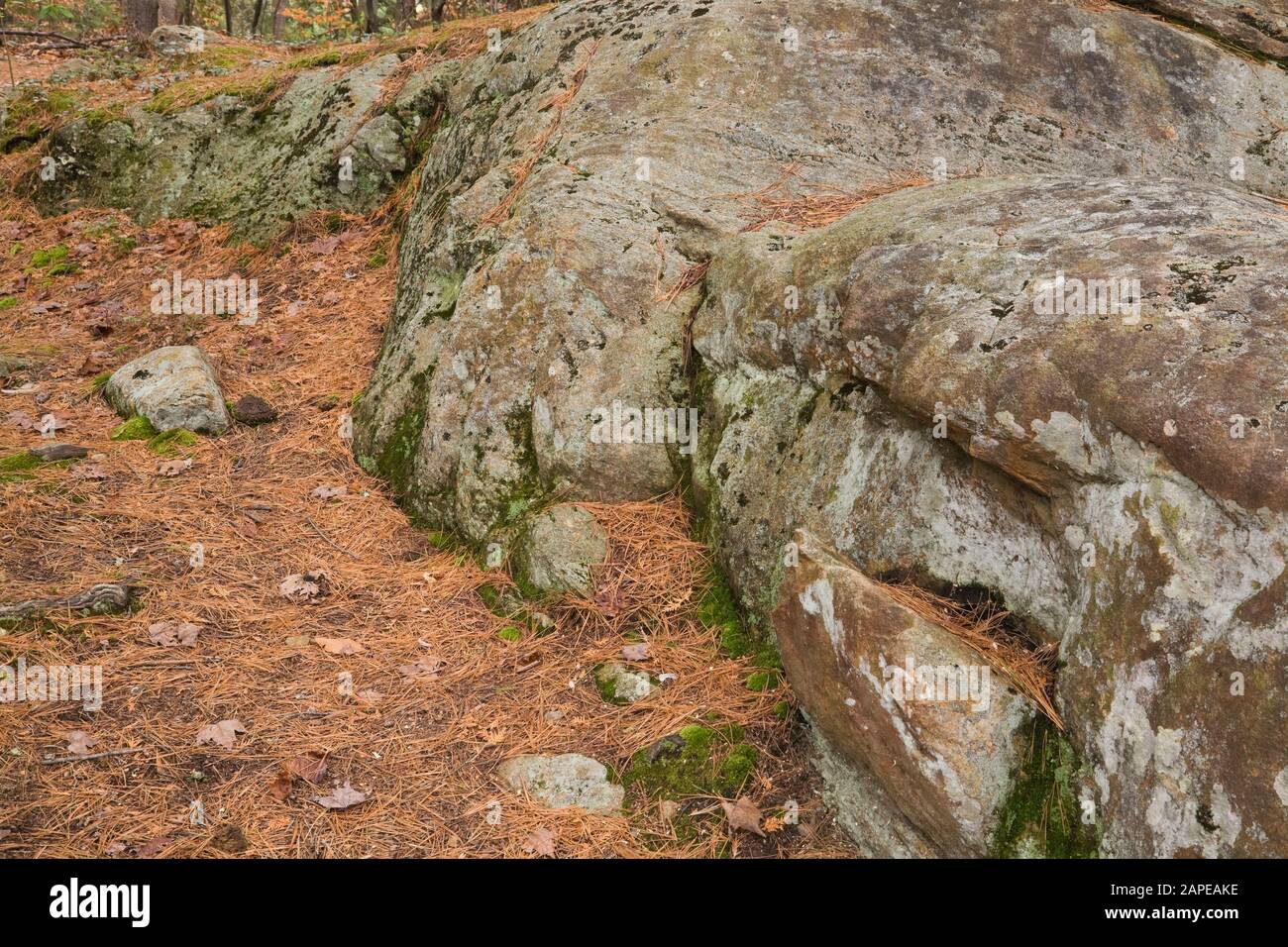 Fallen Pinus resinosa - Pine tree needles and exposed outcrops covered with green Bryophyta - Moss in forest in autumn Stock Photo
