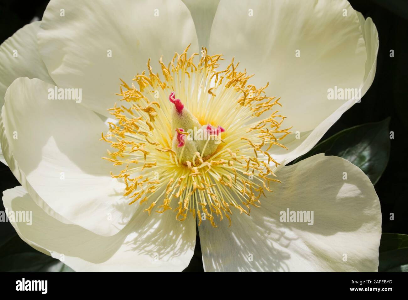 Close-up of a creamy yellow Paeonia 'Magical Mystery Tour' - Peony flower in late spring Stock Photo