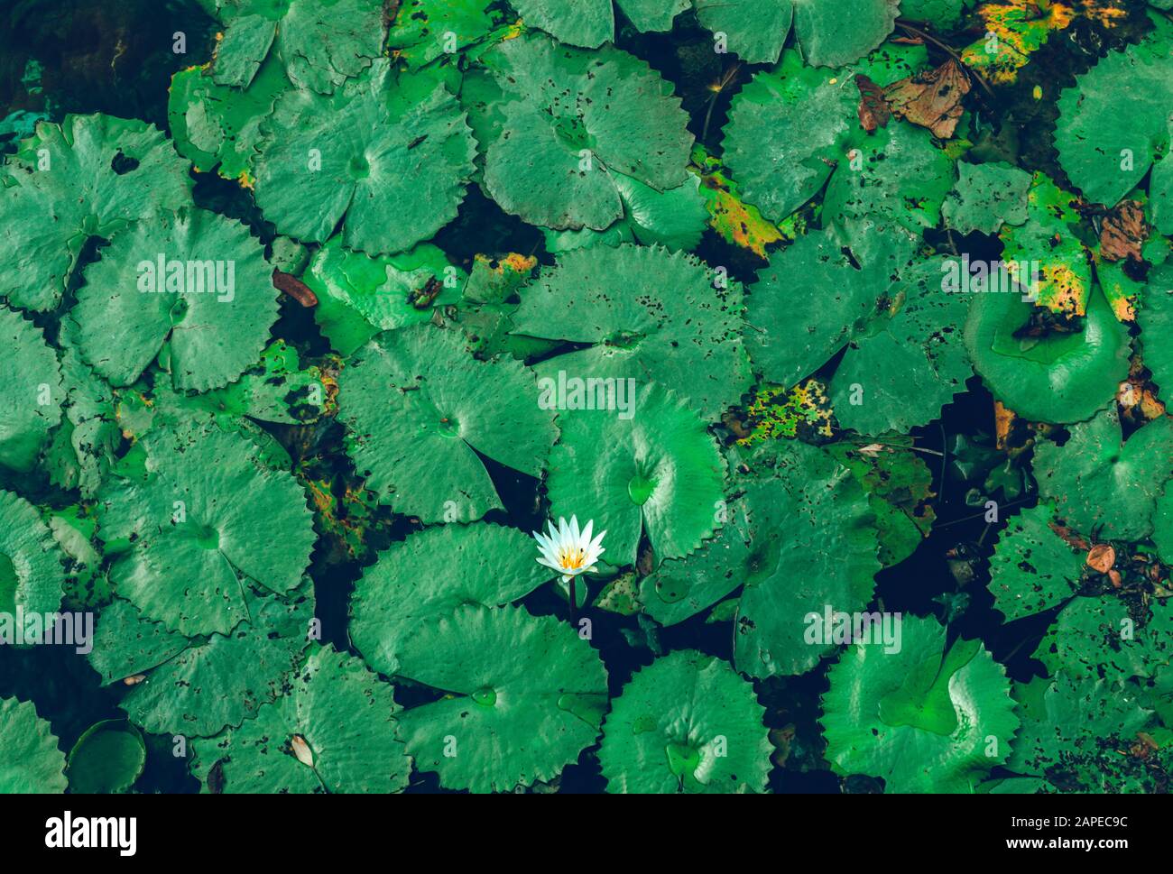 White water lily, Nymphaea odorata, in a pond. Stock Photo