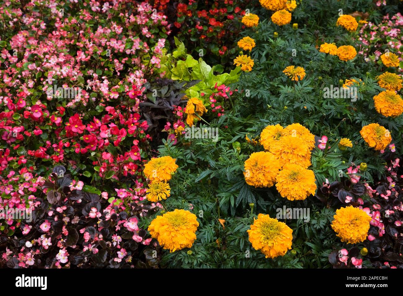 Pink and red Begonias and yellow Tagetes - Marigold flowers in public park garden border Stock Photo