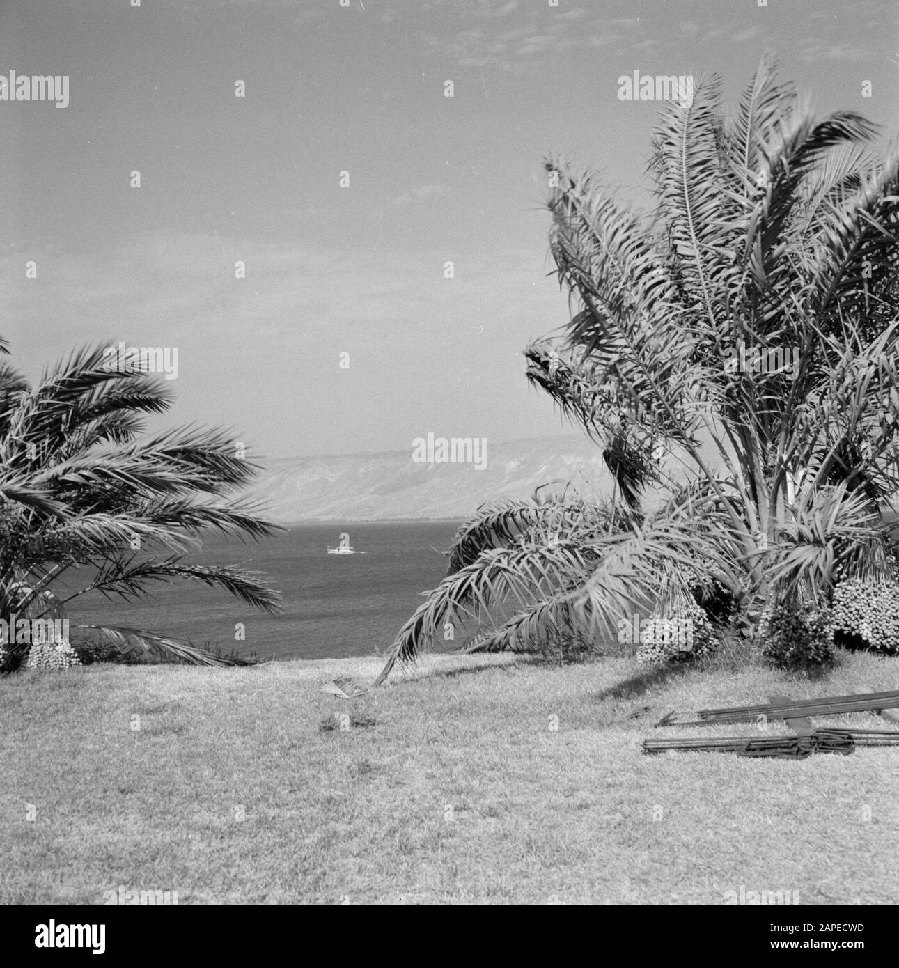 Palm trees in sunny Black and White Stock Photos & Images - Alamy
