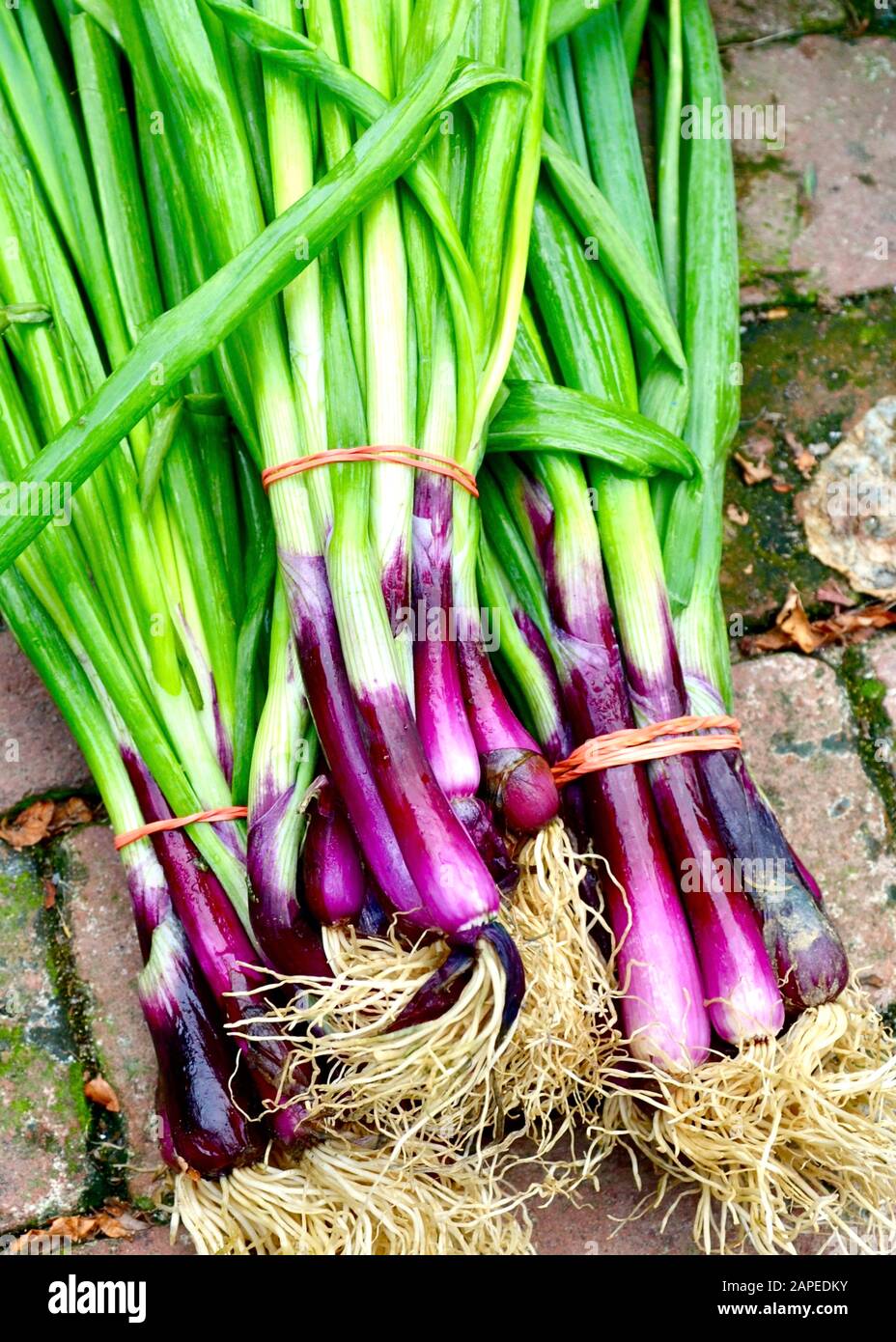 Closeup of garden-fresh red scallions at a local famers market. Stock Photo