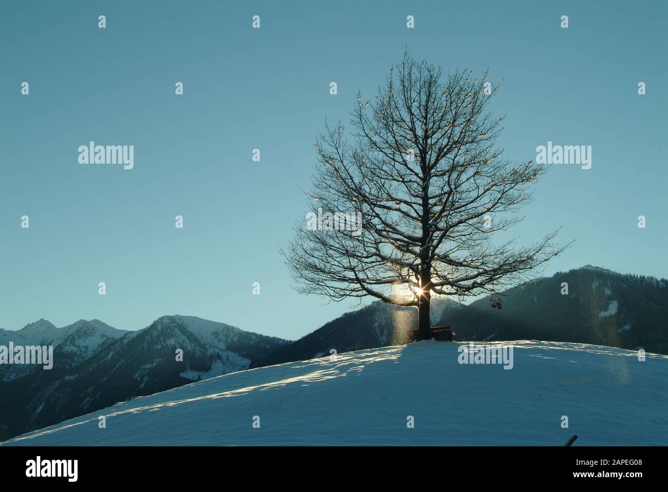 Steiermark, Winterlandschaft, einsamer Baum Stock Photo