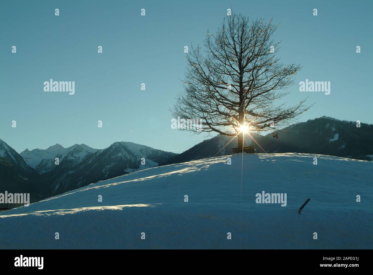 Steiermark, Winterlandschaft, einsamer Baum Stock Photo