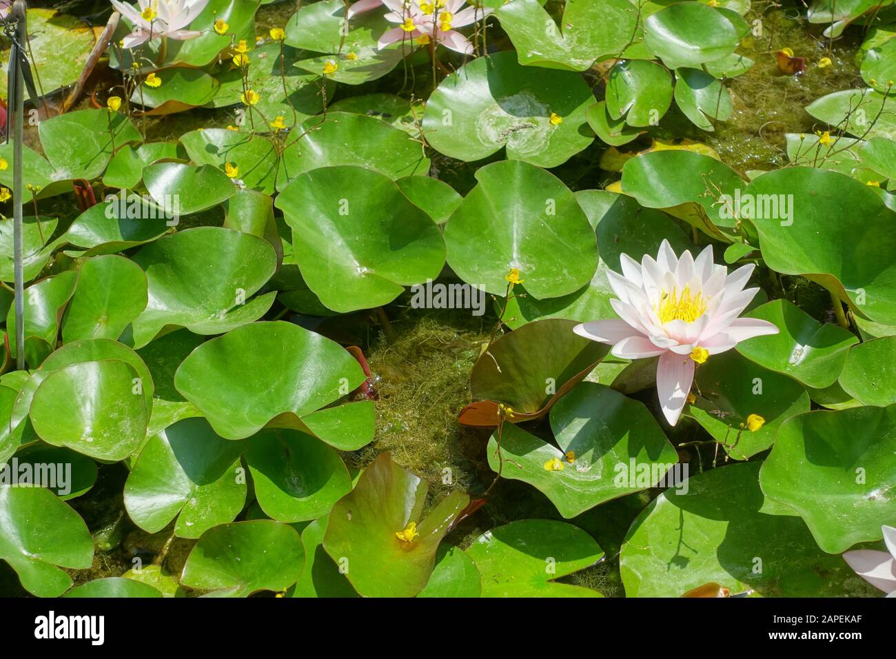 Teich seerose hires stock photography and images Alamy