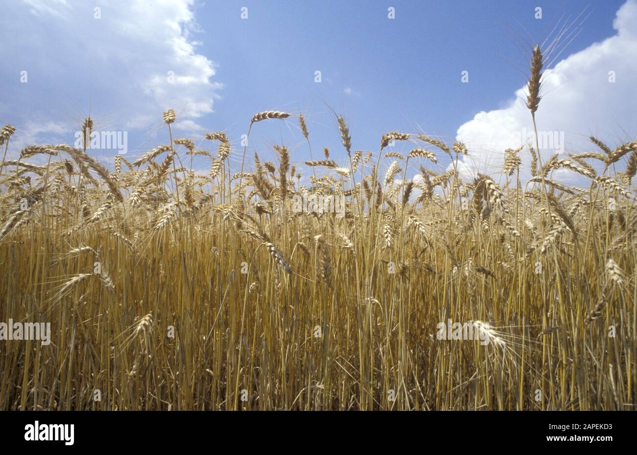 Weizen Stock Photo