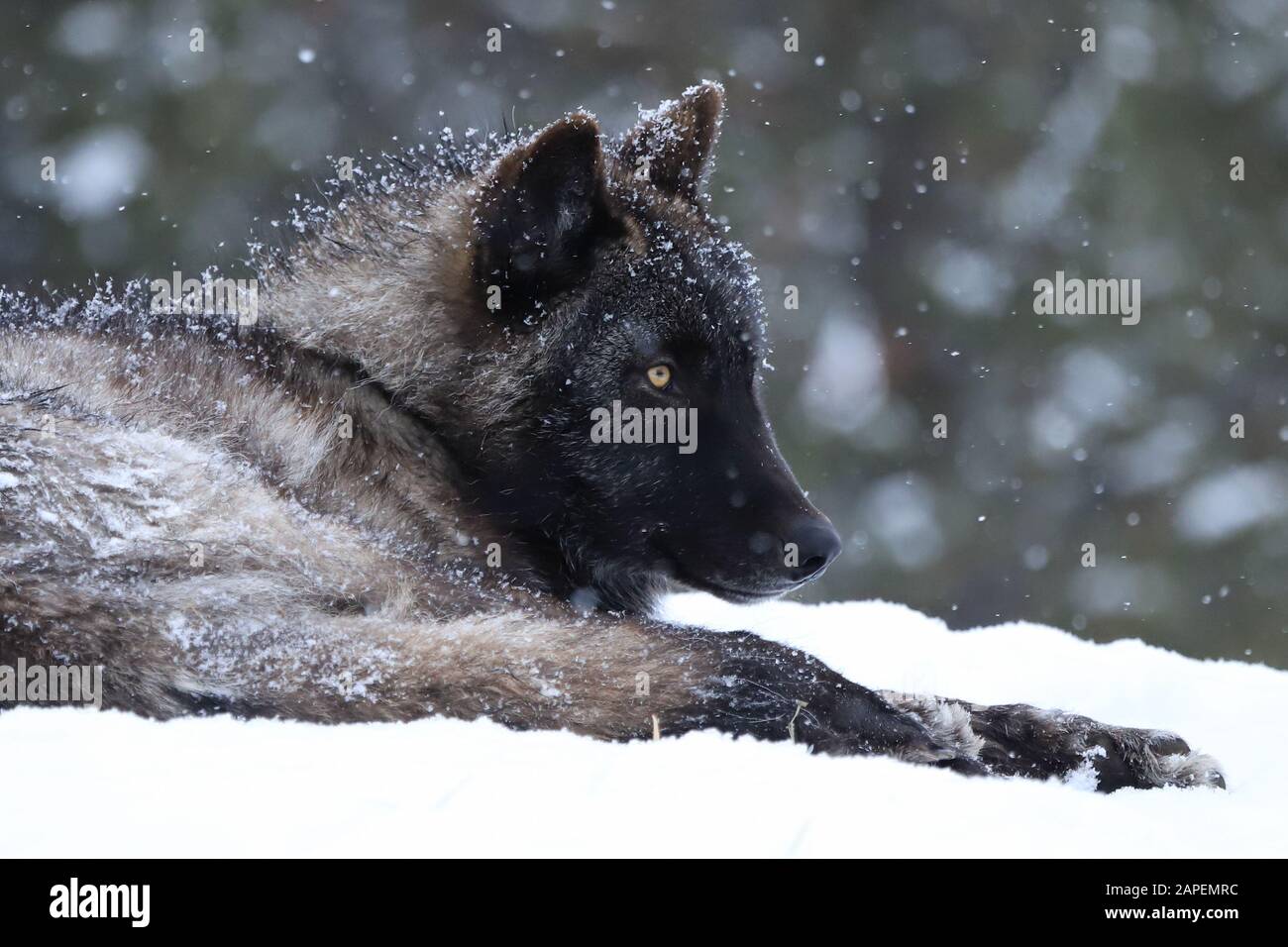 Black Wolf With Yellow Eyes Howling