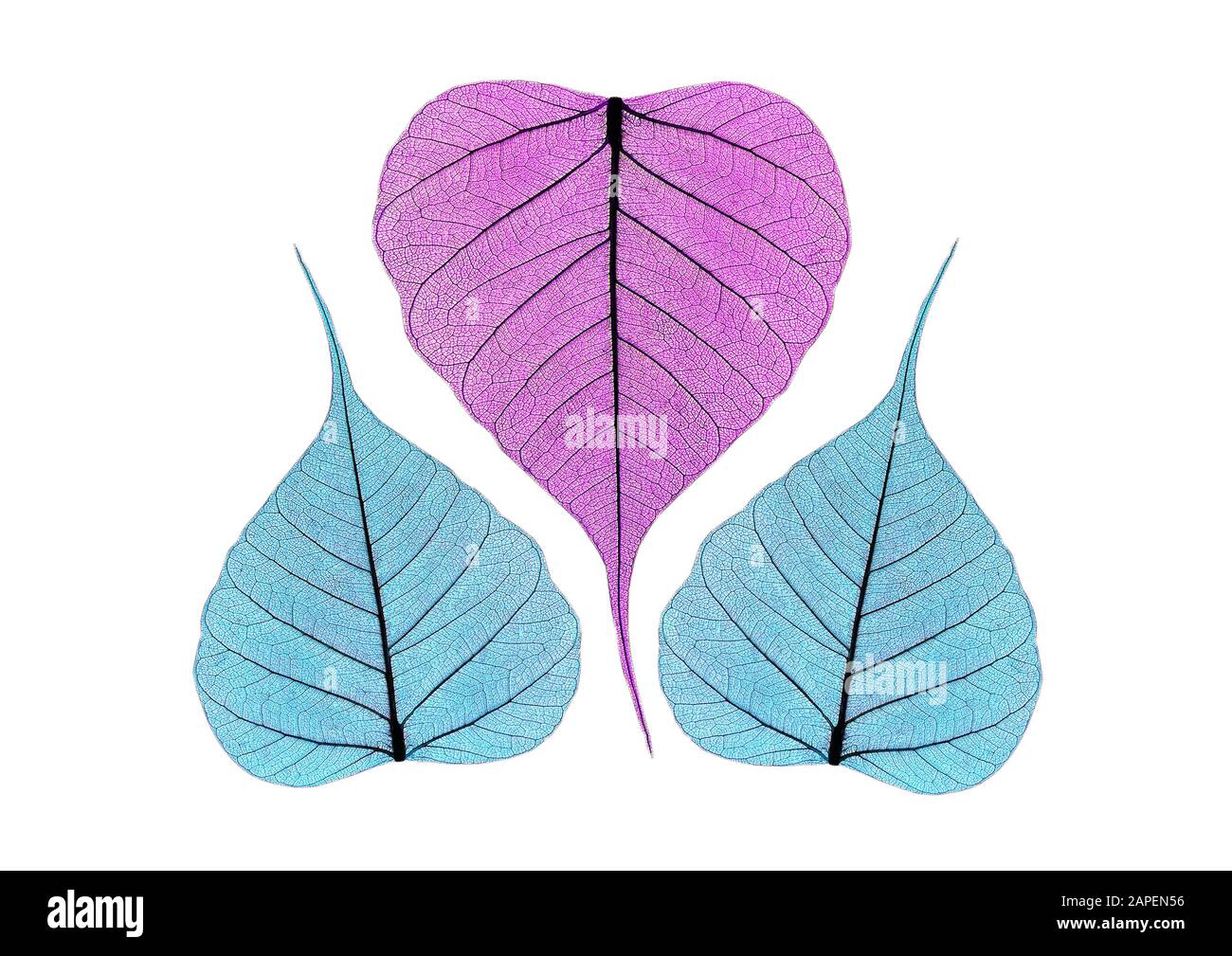 Blätter, Illustration - Leaves, Illustration Stock Photo