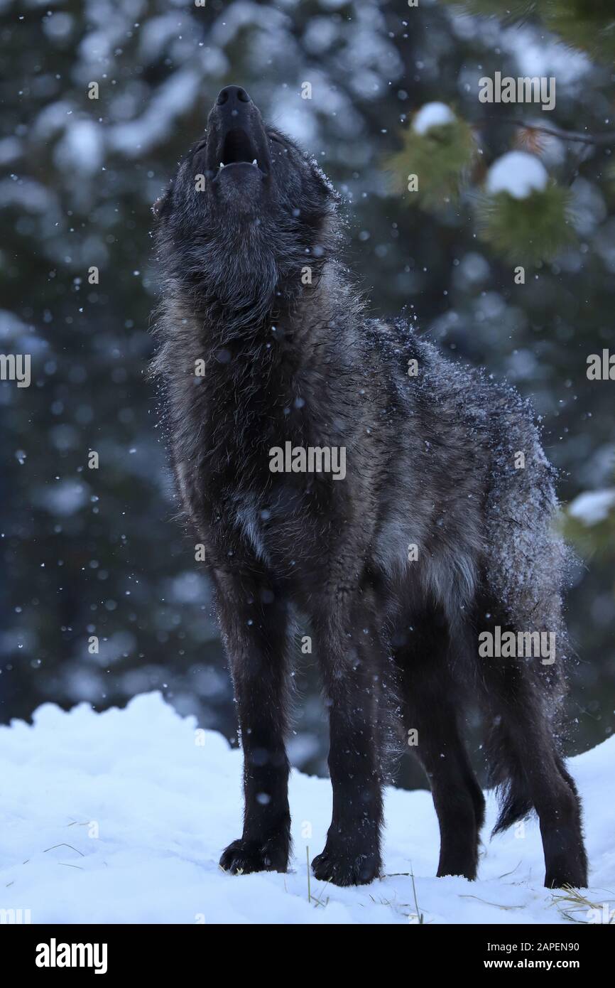 Black Alpha Wolf Howling