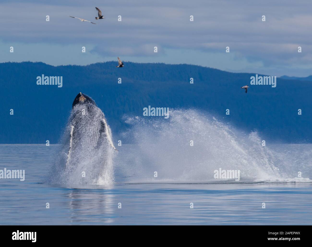 The double breach! Breaching behavior is not all that common in Alaska. It is more common in the humpback whale’s wintering grounds off Hawaii and Mex Stock Photo