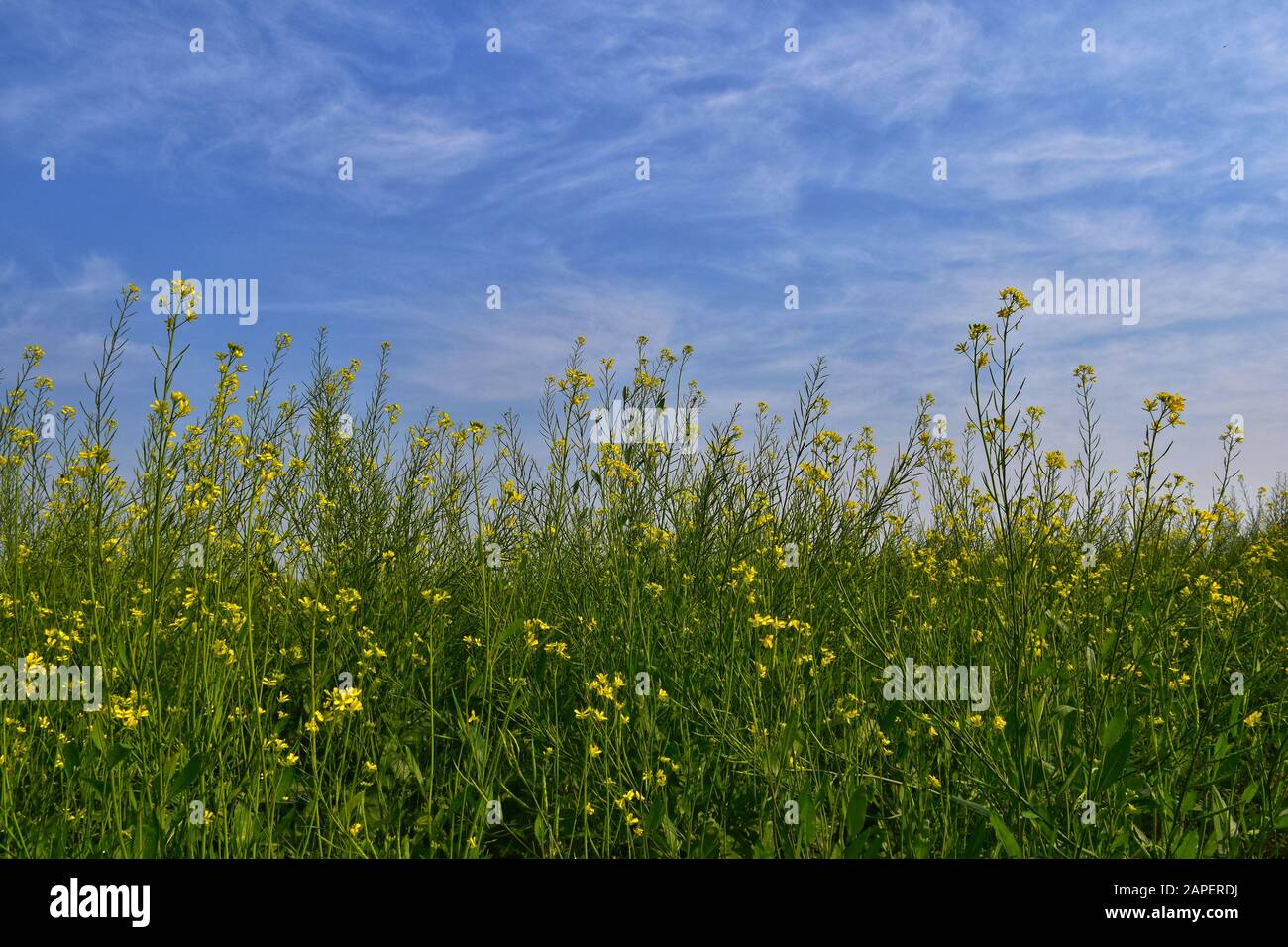 The mustard is a plant species in the genera Brassica. The group of little blurred yellow flowers of mustard with blue sky. Stock Photo