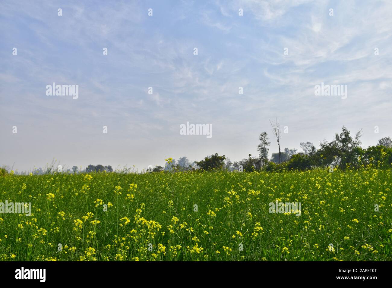 The mustard is a plant species in the genera Brassica. The group of little blurred yellow flowers of mustard with cloudy sky. Stock Photo