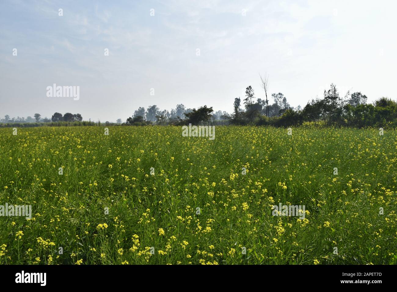 The mustard is a plant species in the genera Brassica. The plant age is more then one month and photo shoot at U.P. north India. Stock Photo
