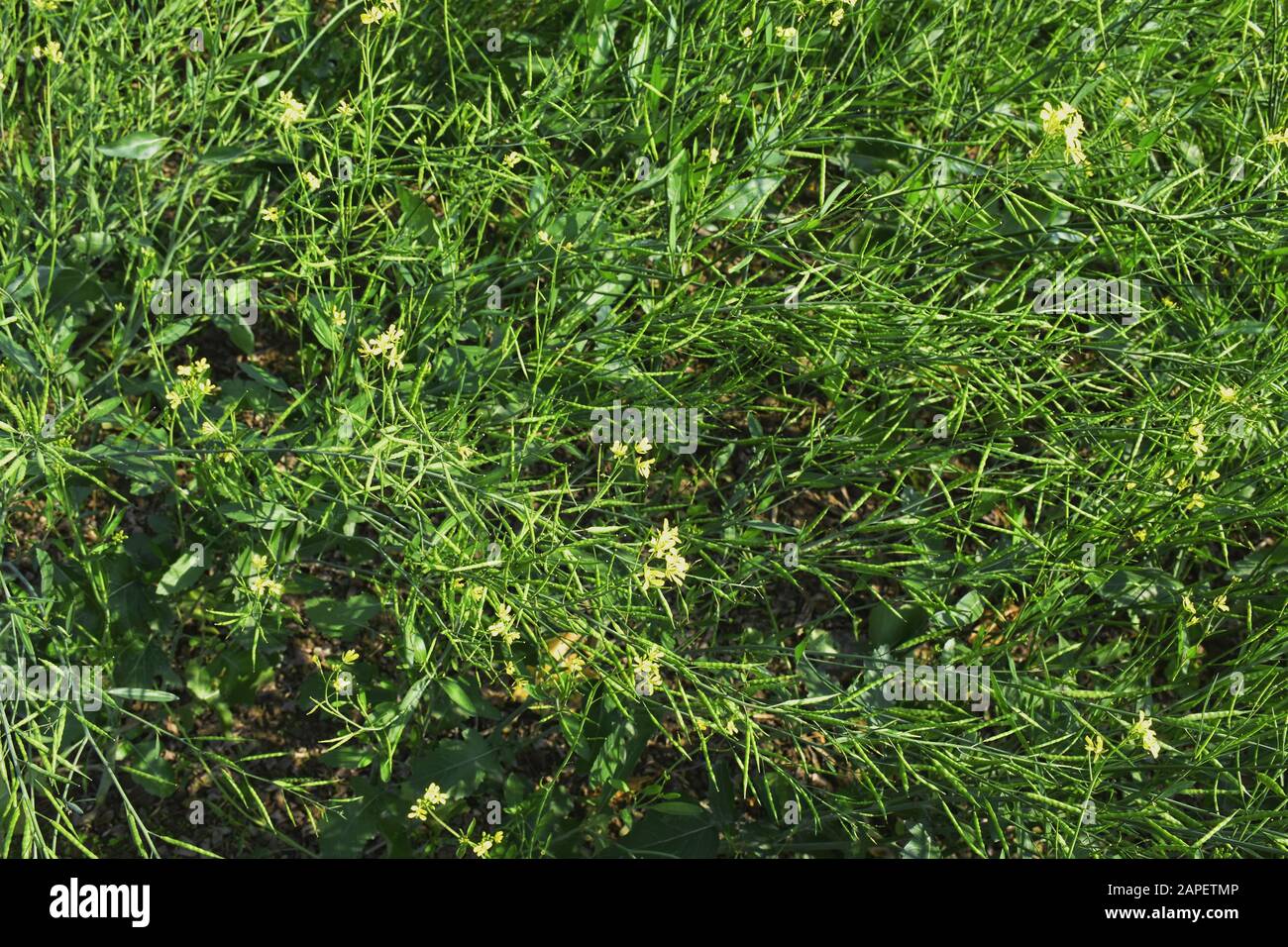 The mustard is a plant species in the genera Brassica. The group of little green pods of mustard are enhancing the beauty of nature. Stock Photo