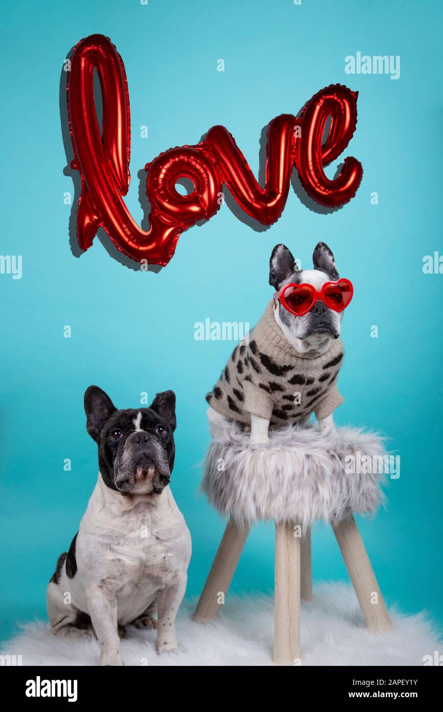 happy valentines day bulldog