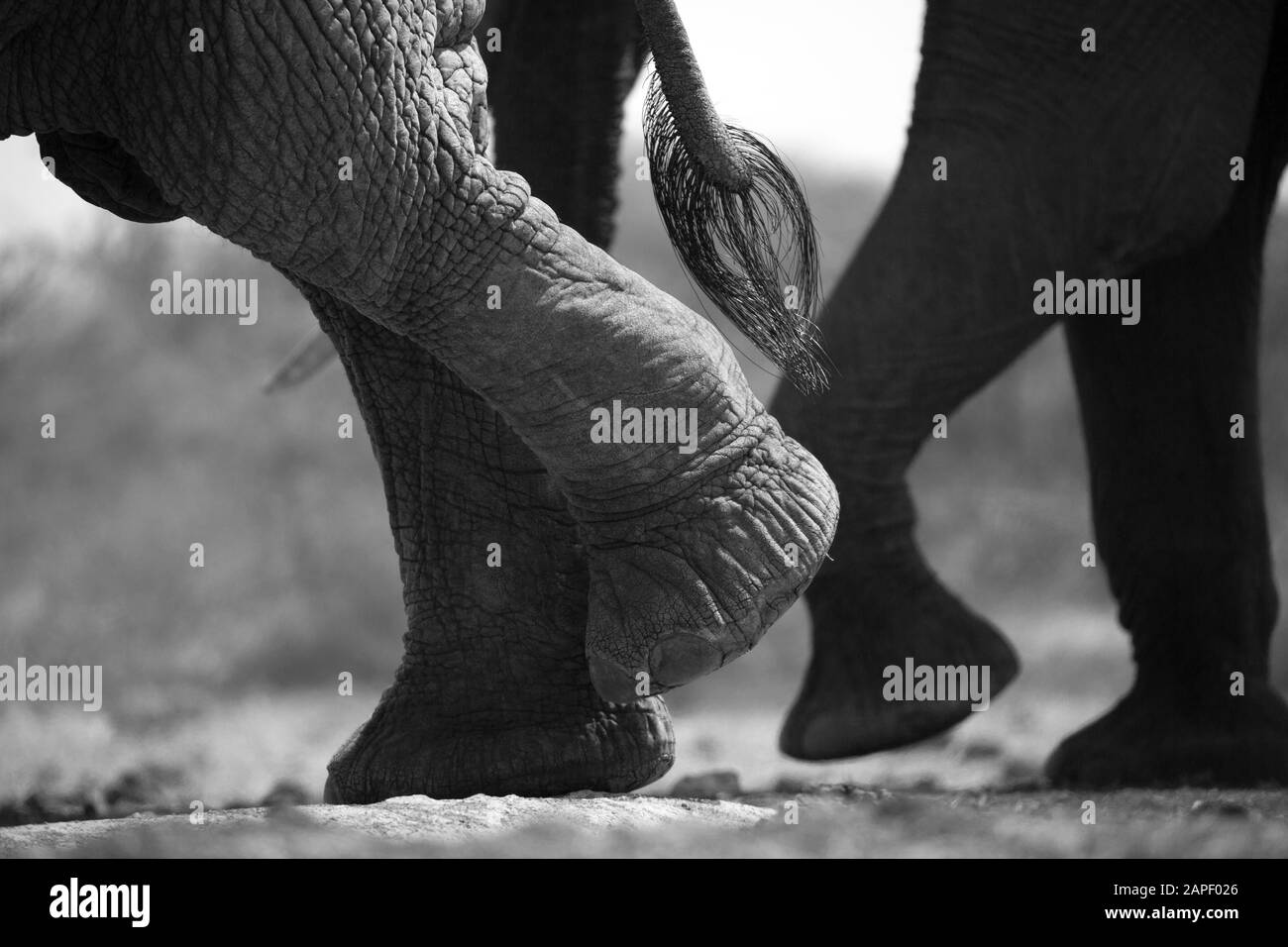 A black and white close up of a single large Elephant (Loxodonta africana) - Kenya Stock Photo