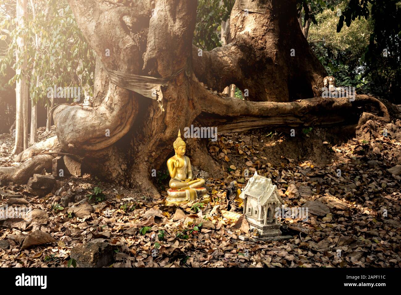 Buddhism statue at the root of a tree with dry leaves covered the ground and the ancient ruined Wat Khu Khaw near Wat Khu Kum in Muang District, Lampa Stock Photo