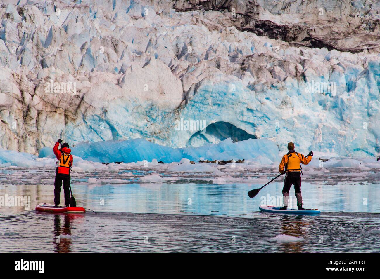 Two stand up paddleboarders paddle up to the McBride Glacier and a group of harbor seals. Stock Photo