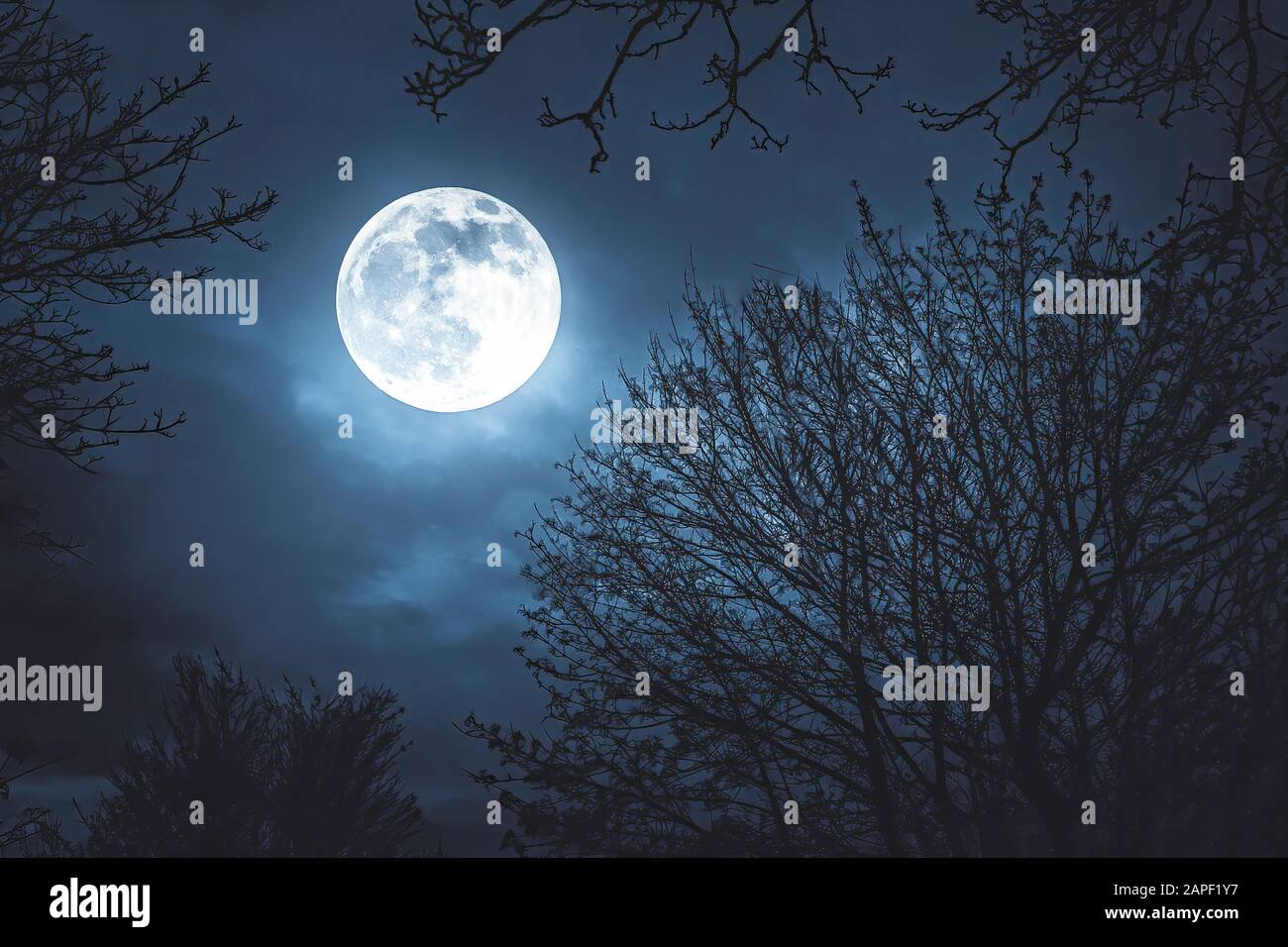 Moonlight, with moon on a dark blue night. The moon between the trees Stock Photo
