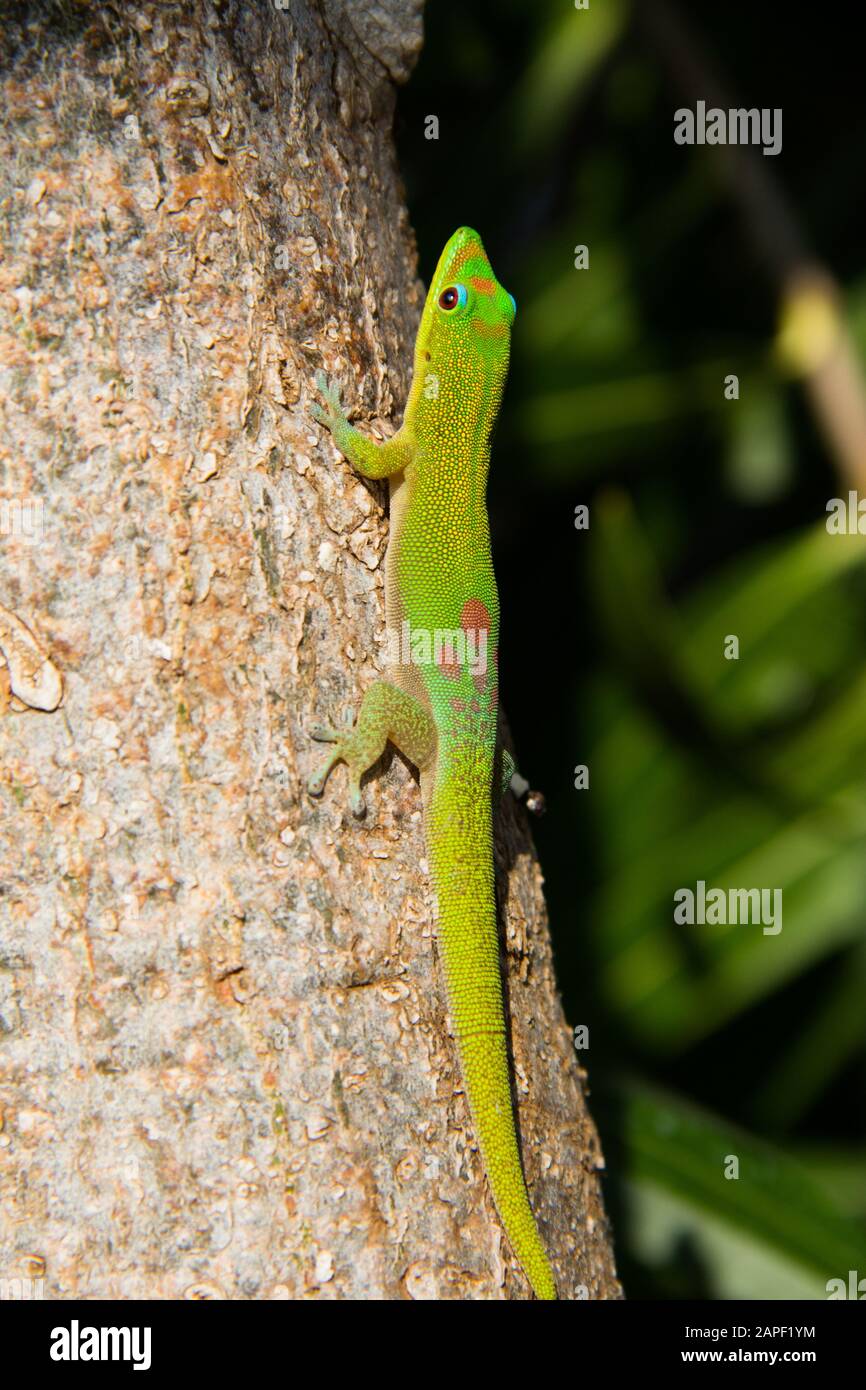 A gold dust day gecko lizard climbs a tree in Hawaii. Stock Photo