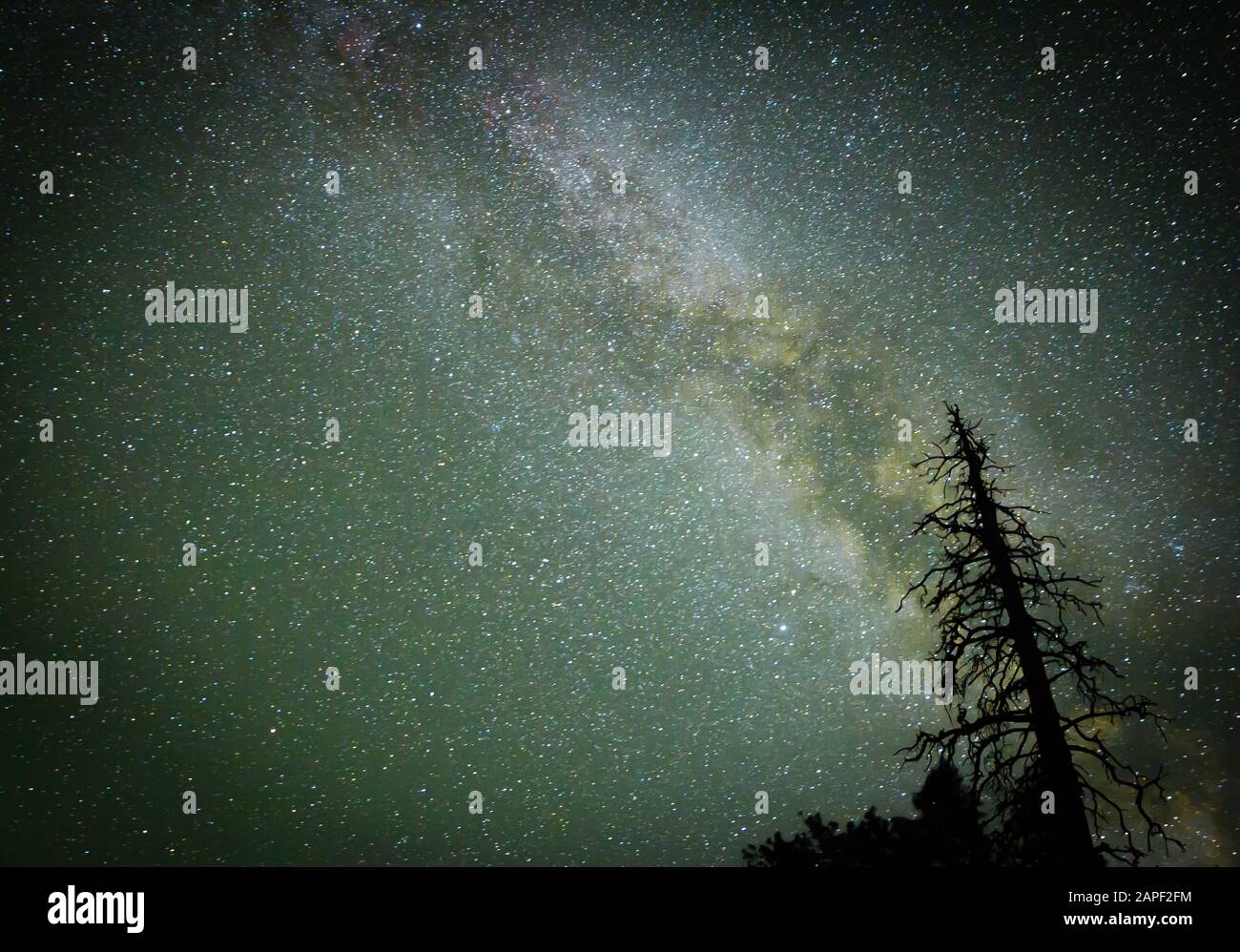 The Milky Way galaxy shines brightly over a dead pine tree. Stock Photo