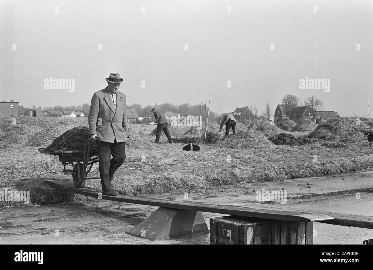 Bulb growers covering the flower bulb fields at Bennebroek. To cover Date: March 8, 1963 Location: Bennebroek Keywords: FLOWBOBLEFELD Stock Photo