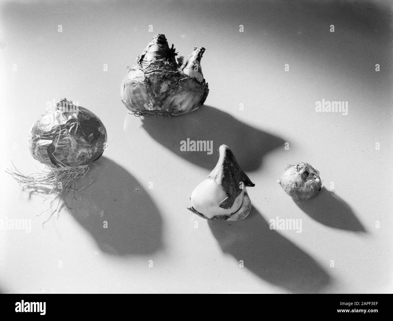 Reportage bulb fields Description: Bulbs of hyacinth, daffodil, tulip and crocus Date: 1933 Keywords: flower bulbs Stock Photo